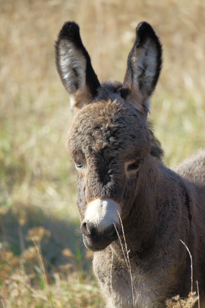 donkey, young ass, foal-3722402.jpg