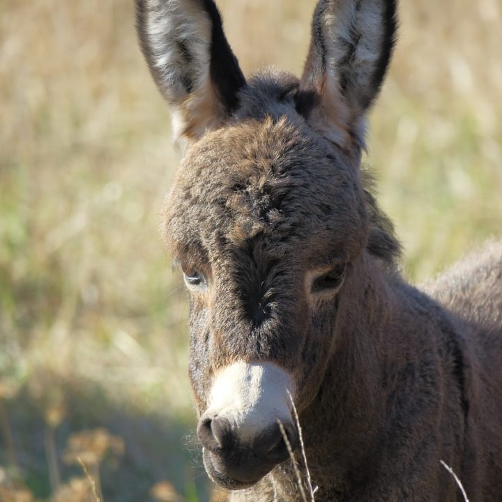 donkey, young ass, foal-3722402.jpg